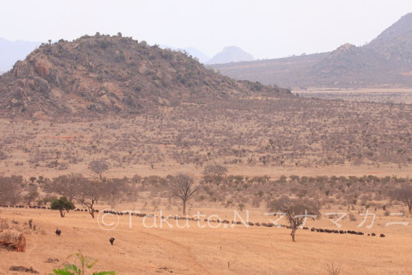 遠くからバッファローたちがやってくる。(Tsavo East NP)