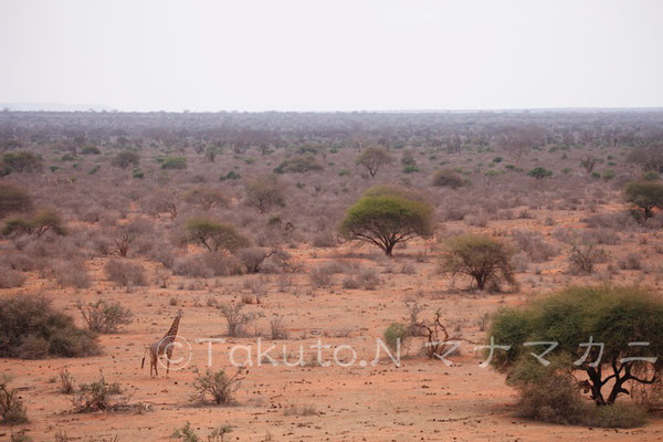 赤土の大地にキリンの姿があった。向こうからこちらは見えているだろうか。　(Tsavo East NP)