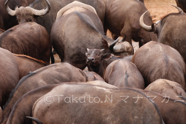 子どもも頑張っている。　(Tsavo West NP)