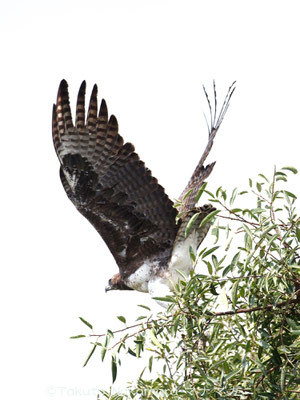 ゴマバラワシ Martial Eagle