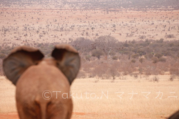 ゾウの見つめる先にはたくさんの動物がいる。探せる？　(Tsavo East NP)