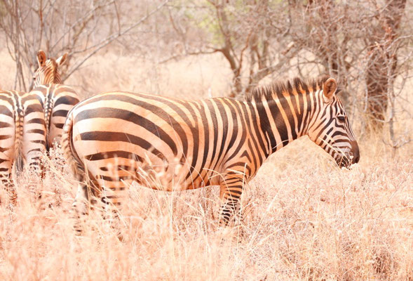 こすったような跡がある。転がってなすりつけたのだろうか？　(Tsavo West NP)