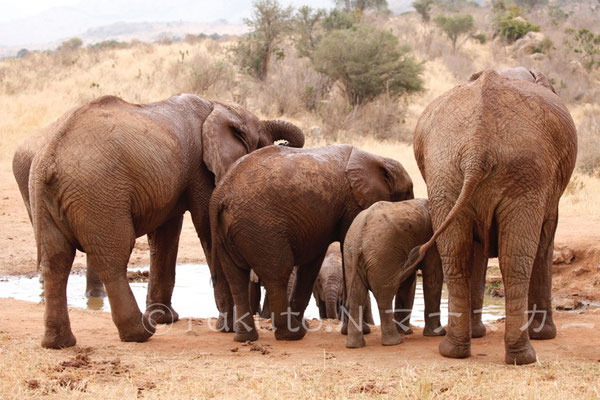 小さなゾウが水の中に入っていた。　(Tsavo East NP)