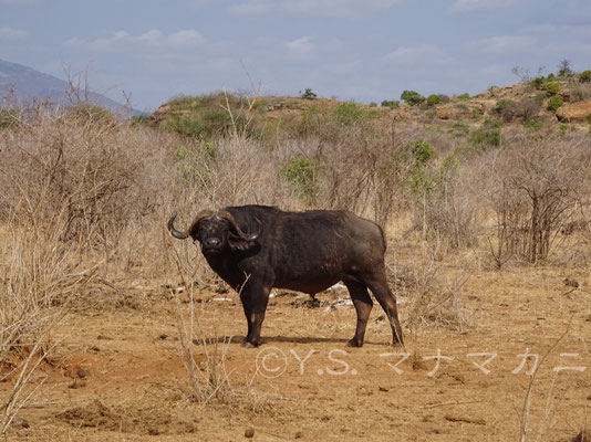 年老いたバッファローは単独、または少数で行動するという。　(Tsavo East NP)