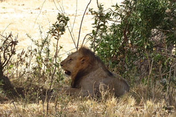 若そうなオスのライオン達が木陰で呆けていた。　 (Tsavo West NP)