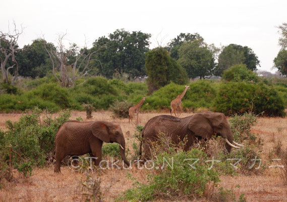 ゾウの向こうにキリン。おっきな世界だ。　(Tsavo East NP)