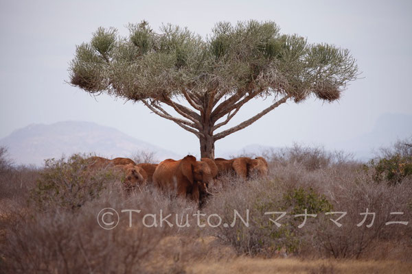 日中は木陰で休息をとる。立ったまま昼寝する。　(Tsavo East NP)