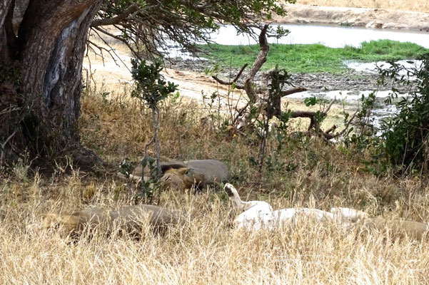 全部で四頭。満腹なのかお腹を仰向けにして寝ている。　(Tsavo West NP)