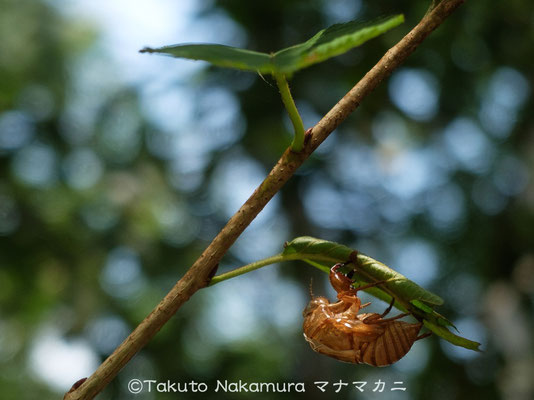 蝉の抜け殻