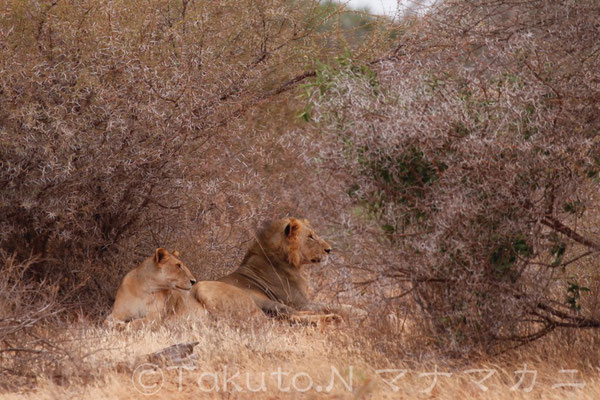 ライオンにはハネムーンがあるそうだ。穏やかに寄り添っていたカップル。　 (Tsavo East NP)