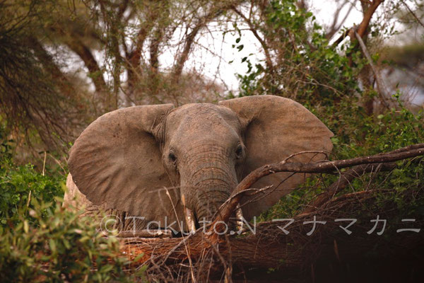 樹の影から突進、威嚇してきた。もしかしたら子ゾウがいたのも。　(Tsavo West NP)