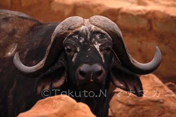 それにしてもツノの形で随分表情が違って見える。　(Tsavo West NP)