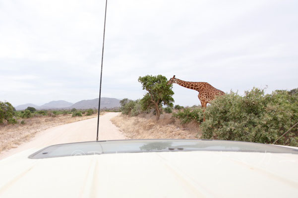 突然車の前に現れた。その大きさにあらためて感嘆する。　(Tsavo East NP)