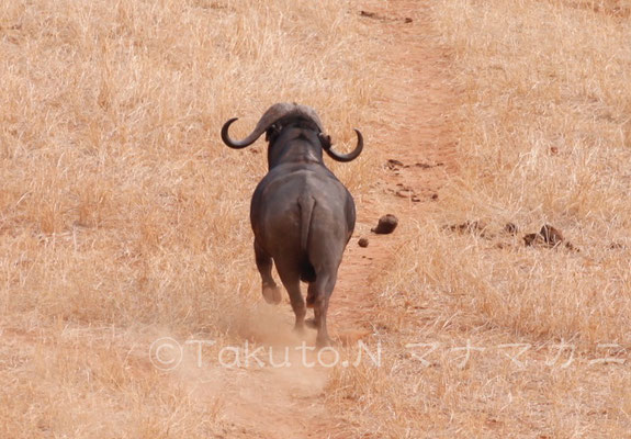 最後に残った一頭が走って去っていった。　(Tsavo East NP)