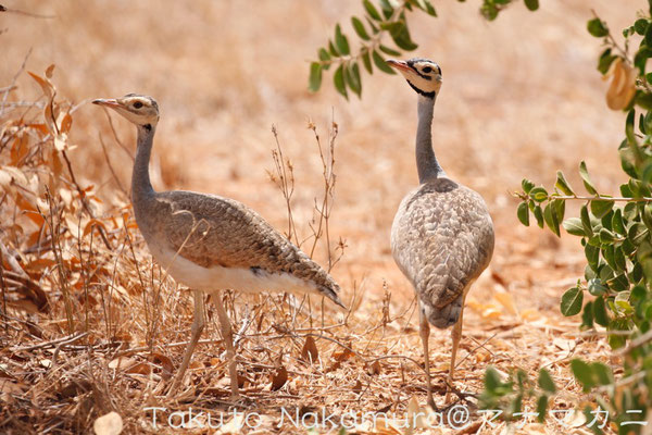 セネガルショウノガン White-bellied Bustard