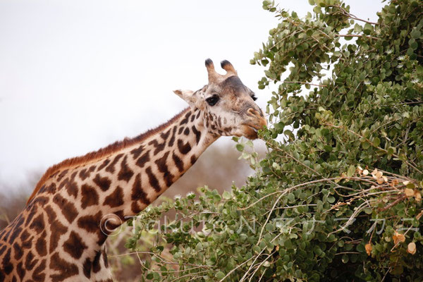 実に美味しそうに食べる。　(Tsavo East NP)　　