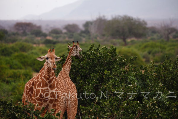 ここまで耳が下がると違う動物のように見える。　(Tsavo East NP)