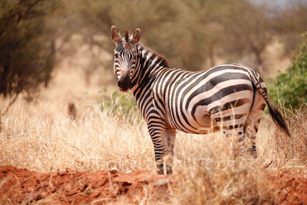 シマウマの模様は人間の指紋のように一頭一頭違う。　(Tsavo West NP)