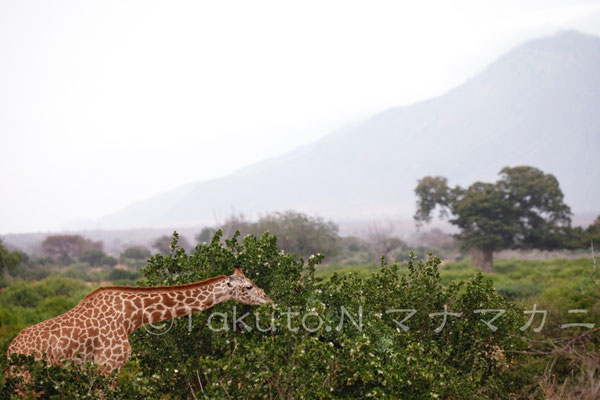 たくさん食べて大きくなるのは子の役目。　(Tsavo East NP)