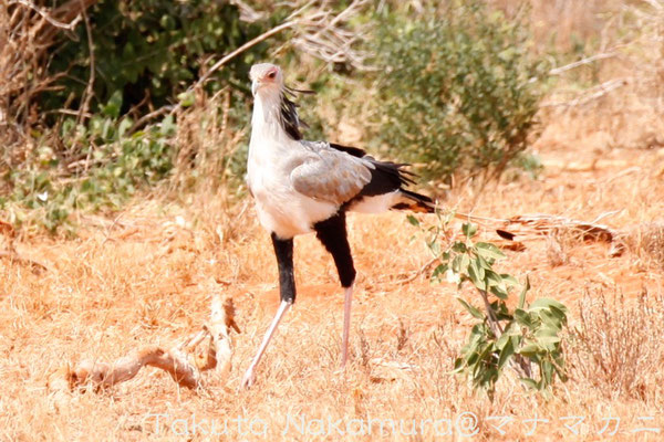 ヘビクイワシ Secretary Bird 体長は１ｍを超えるが体重は2〜４kg。バレエダンサーのようだ。