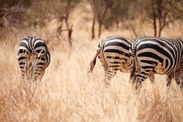 よーくみると確かに違う。間違い探しのようだ。　(Tsavo West NP)