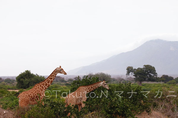 安全確認は親の役目。　(Tsavo East NP)