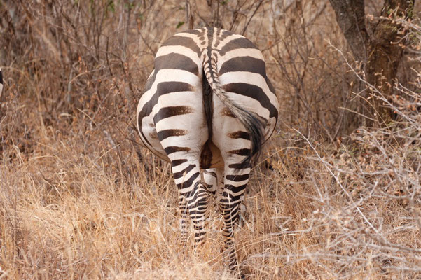 真後ろから失礼・・・お腹の真ん中に線があるのがわかる。　(Tsavo West NP)