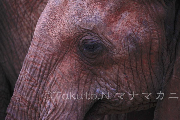 アフリカゾウの瞳。　(Tsavo West NP)