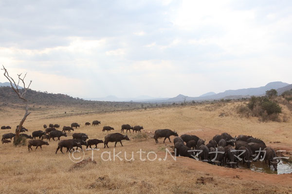 水場にやってくるバッファローの群れ。　(Tsavo West NP)