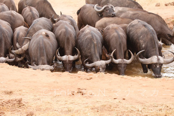 勢いよく水を飲み始めた。　(Tsavo West NP)