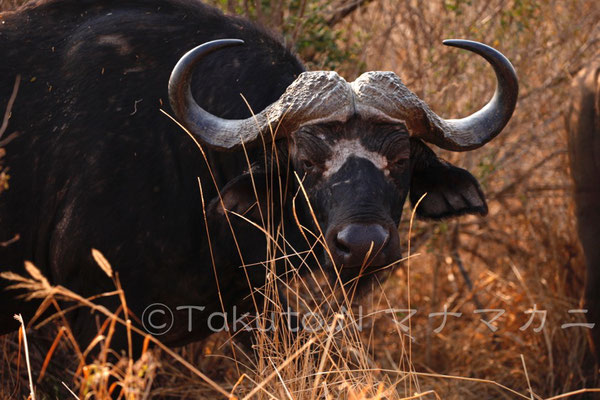 微動だにせずにこちらをみていた。　(Tsavo West NP)