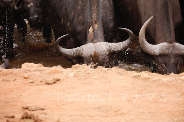 キバシウシツツキは落ちないように必死だ。　(Tsavo West NP)