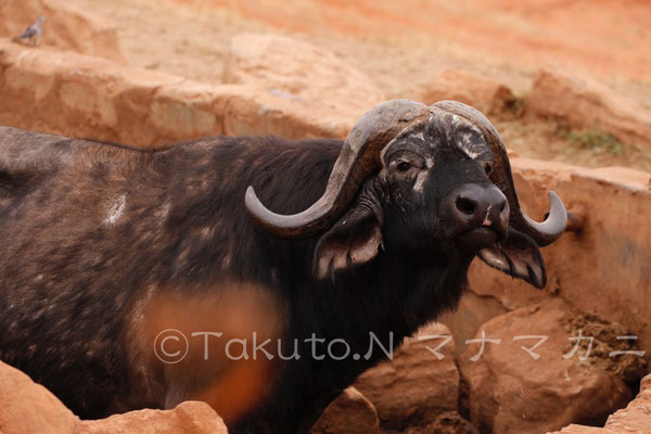 この水場はゆずりたくない。　(Tsavo East NP)