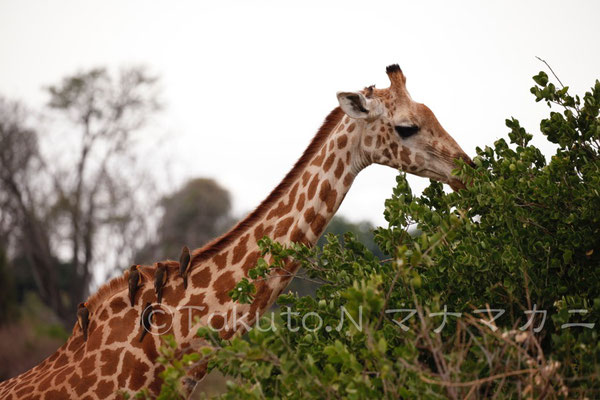 キリンは草を食べ、キバシウシツツキはキリンの体の虫を食べる。　(Tsavo East NP)