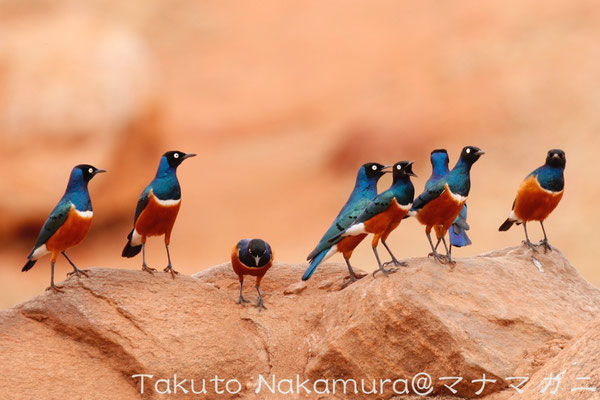 ツキノワテリムク Superb Starling