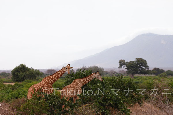 右見て。　(Tsavo East NP)