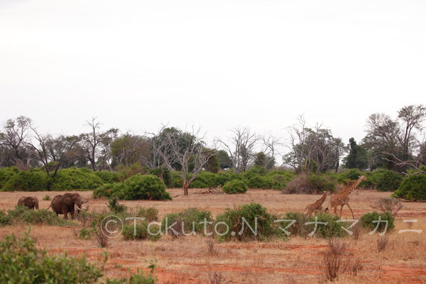 ゾウの親子とキリンの親子。　(Tsavo East NP)