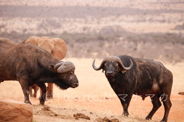 しのびよるゾウたち。　(Tsavo East NP)