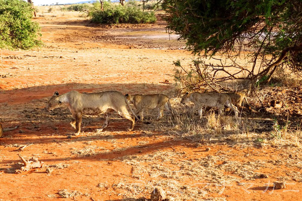 子どもたちを引率していくメス。子守役だろうか・・・。　(Tsavo East NP)