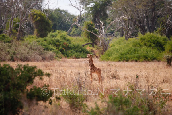 まだかなり小さい子ども。一頭で心細そうに遠くをみていた。　(Tsavo East NP)