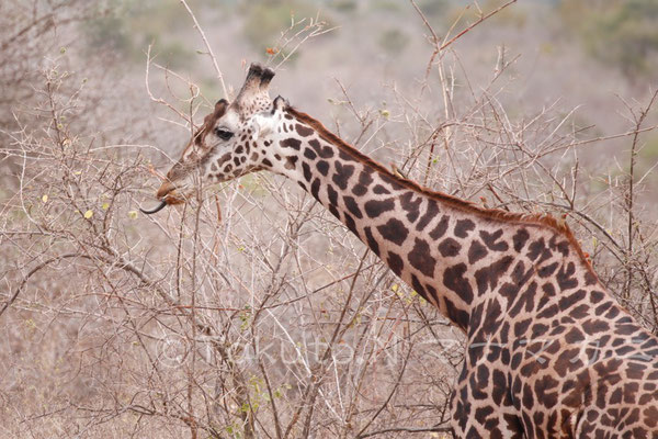 舌で葉を絡め取る。キリンの舌は５０ｃｍほどもあるという。　(Tsavo East NP)