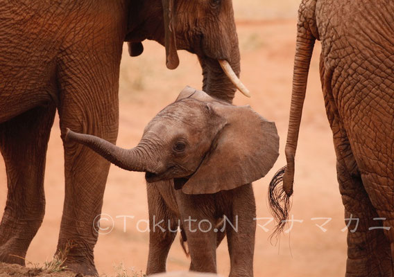 元気いっぱい！にみえた子ゾウ。　(Tsavo West NP)