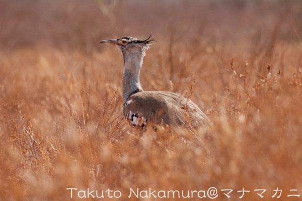 アフリカオオノガン Kori Bustard