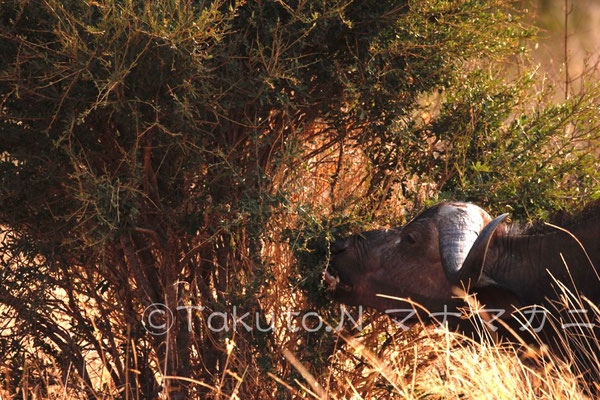 草だけではなく木の葉も食べるようだ。　(Tsavo West NP)