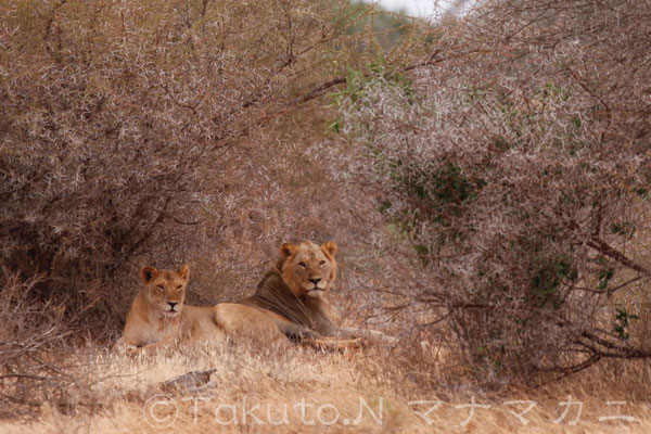 あっ、邪魔してごめんなさい。　(Tsavo East NP)