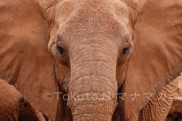 　こちらをじっとみる大人のゾウ。牙がない。　(Tsavo West NP)