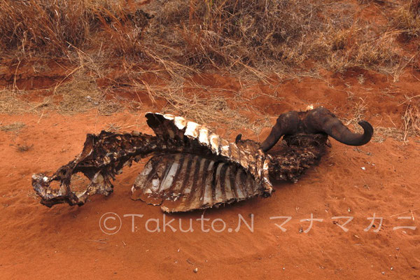 綺麗に食べられていた。　(Tsavo East NP)