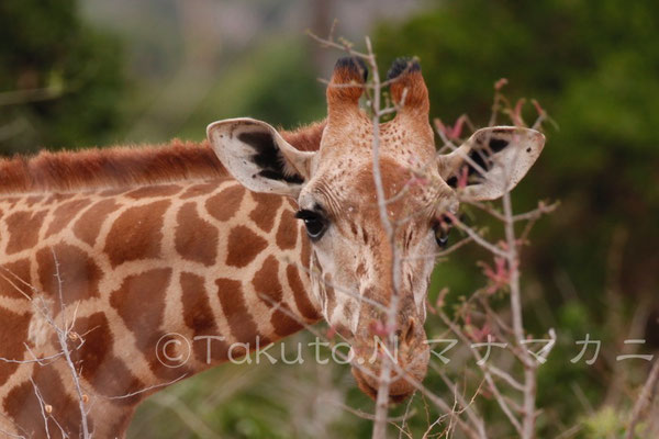 まつげが長い。UV効果があるそうだ。　(Tsavo East NP)