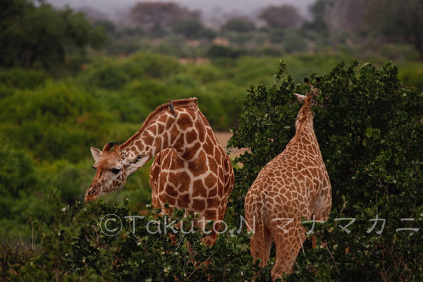 キリンの耳はよく動く。　(Tsavo East NP)