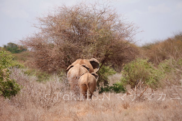 私たちの立ち入れないところに帰ってゆく、その後姿を見送った。　(Tsavo East NP)